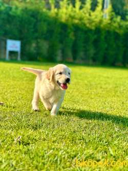 MUTLU KÖPEK GOLDEN SİZLERİ BEKLİYOR 3