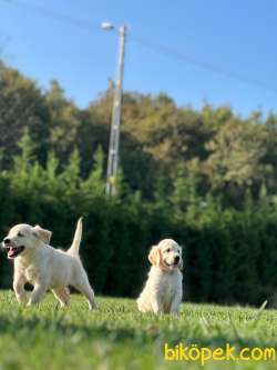 MUTLU KÖPEK GOLDEN SİZLERİ BEKLİYOR 2