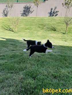 MUTLU SAĞLİKLİ BORDER COLLIE YAVRULARIMIZ 3
