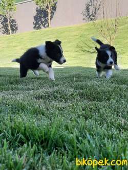 MUTLU SAĞLİKLİ BORDER COLLIE YAVRULARIMIZ 2