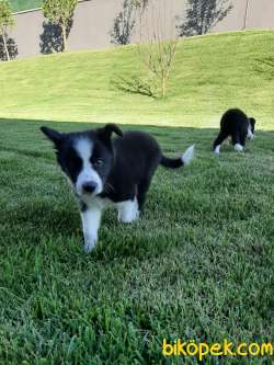 MUTLU SAĞLİKLİ BORDER COLLIE YAVRULARIMIZ 1
