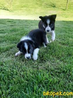 MUTLU SAĞLİKLİ BORDER COLLIE YAVRULARIMIZ 5