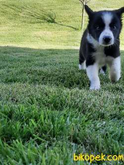 MUTLU SAĞLİKLİ BORDER COLLIE YAVRULARIMIZ 4