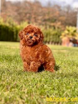 MUTLU VE ÖZEL POODLE YAVRULARİ SİZLERİ BEKLİYOR 2