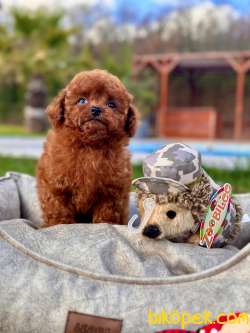 MUTLU VE ÖZEL POODLE YAVRULARİ SİZLERİ BEKLİYOR 1
