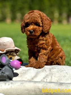 N SEVİMLİ POODLE YAVRULARI SİZLERİ BEKLİYOR 2