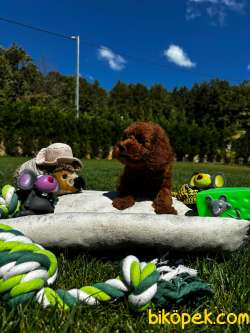 N SEVİMLİ POODLE YAVRULARI SİZLERİ BEKLİYOR 4
