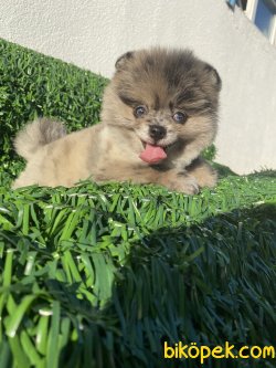 NADİR BULUNAN BLUE MERLE MAVİ GÖZLÜ BOO 3