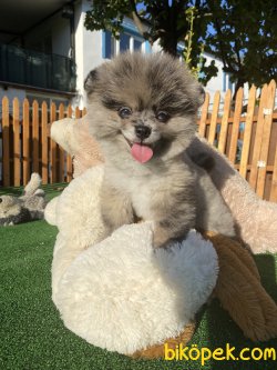 NADİR BULUNAN BLUE MERLE MAVİ GÖZLÜ BOO 1