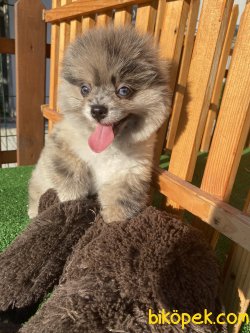 NADİR BULUNAN BLUE MERLE MAVİ GÖZLÜ BOO 2