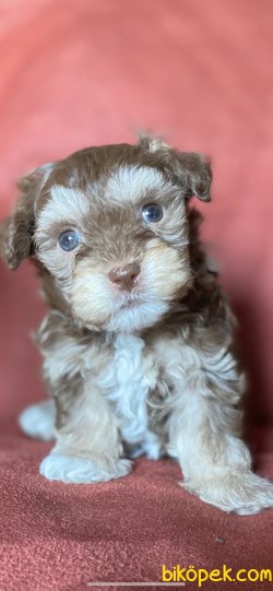 NADİR BULUNAN CHOCOLATE AND TAN POODLE 1