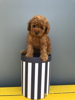 RED BROWN TOY POODLE YAVRULARIMIZ 2