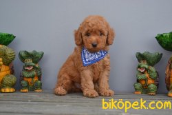 RED BROWN TOY POODLE YAVRULARIMIZ 3