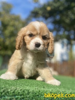 NADİR BULUNAN DİZAYN IRK CAVAPOO 2