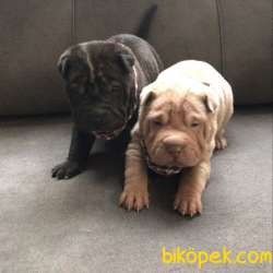 Nadir Bulunan Ev Doğumlu Shar Pei Yavrularımız 1