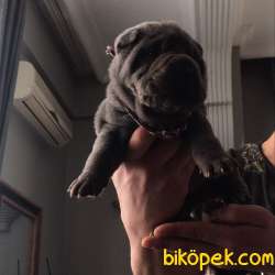 Nadir Bulunan Ev Doğumlu Shar Pei Yavrularımız 3
