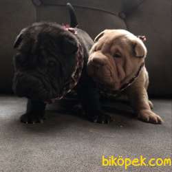 Nadir Bulunan Ev Doğumlu Shar Pei Yavrularımız 2