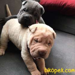 Nadir Bulunan Ev Doğumlu Shar Pei Yavrularımız 5