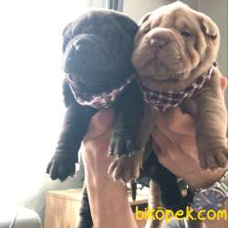 Nadir Bulunan Ev Doğumlu Shar Pei Yavrularımız 4