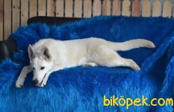 NADİR BULUNAN İSVİÇRE ÇOBAN KÖPEĞİ 3