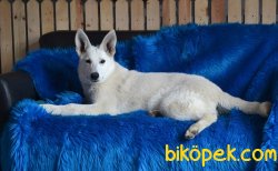 NADİR BULUNAN İSVİÇRE ÇOBAN KÖPEĞİ 2