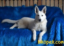 NADİR BULUNAN İSVİÇRE ÇOBAN KÖPEĞİ 1