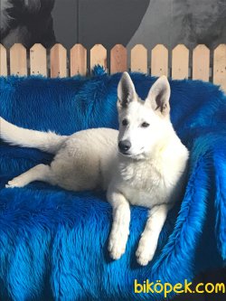 NADİR BULUNAN İSVİÇRE ÇOBAN KÖPEĞİ 2