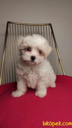 Nadir Bulunan Maltipoo Yavrularımız 1