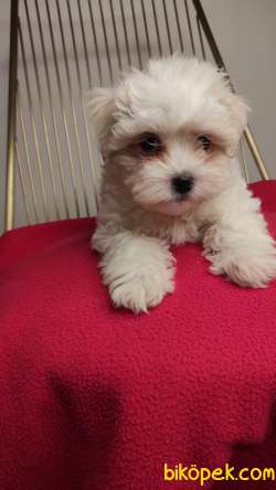 Nadir Bulunan Maltipoo Yavrularımız 2
