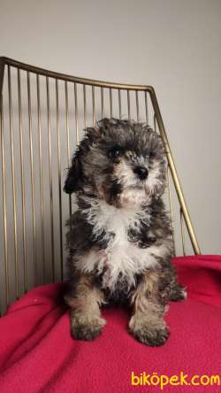 Nadir Bulunan Maltipoo Yavrularımız 5