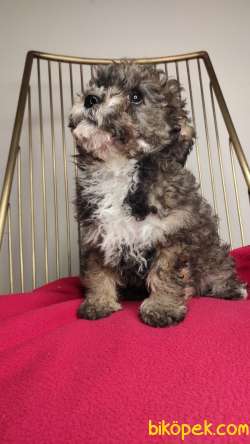 Nadir Bulunan Maltipoo Yavrularımız 4