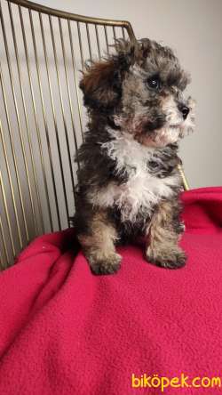 Nadir Bulunan Maltipoo Yavrularımız 3