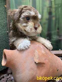 NADİR BULUNAN ÖZEL RENK MALTİPOO BEBEĞİMİZ 3
