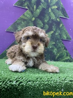 NADİR BULUNAN ÖZEL RENK MALTİPOO BEBEĞİMİZ 2