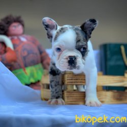 Nadir Bulunan Özel Renk Merle Mavi Gözlü French Buldog Yavrumuz 2