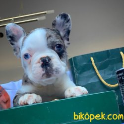 Nadir Bulunan Özel Renk Merle Mavi Gözlü French Buldog Yavrumuz 1