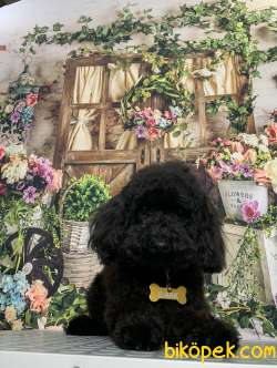 Nadir Bulunan Özel Renk Toy Poodle Oğlumuz 3