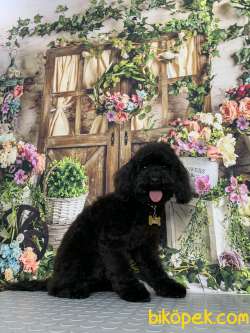 Nadir Bulunan Özel Renk Toy Poodle Oğlumuz 1