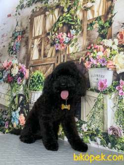 Nadir Bulunan Özel Renk Toy Poodle Oğlumuz 5