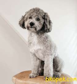 NADİR BULUNAN RENGİ İLE SEVİMLİ POODLE OĞLUMUZ 2