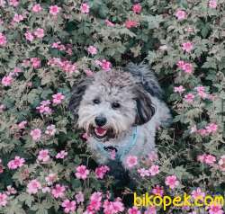 NADİR BULUNAN RENGİ İLE SEVİMLİ POODLE OĞLUMUZ 1