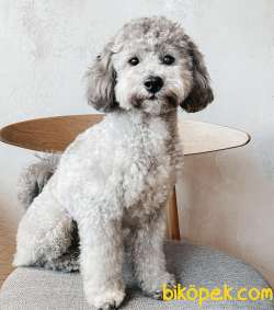NADİR BULUNAN RENGİ İLE SEVİMLİ POODLE OĞLUMUZ 3