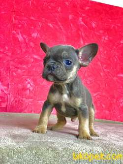 NADİR BULUNAN RENK BLUE TAN ERKEK FRENCH BULLDOG