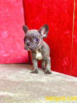 NADİR BULUNAN RENK BLUE TAN ERKEK FRENCH BULLDOG 3