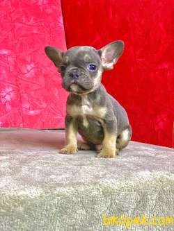 NADİR BULUNAN RENK BLUE TAN ERKEK FRENCH BULLDOG 2