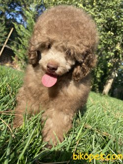 NADİR BULUNAN RENK LİLAC TOY POODLE 3