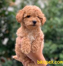 NADİR BULUNAN RENK POODLE 3