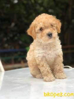 NADİR BULUNAN RENK POODLE 5