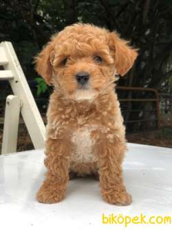 NADİR BULUNAN RENK POODLE 2