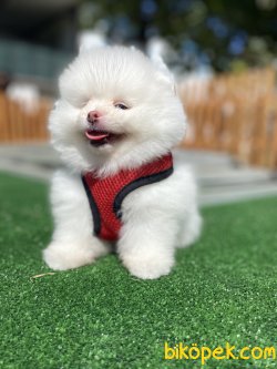 SECERELİ TEDDY BEAR FACE POMERANİAN BOO 3